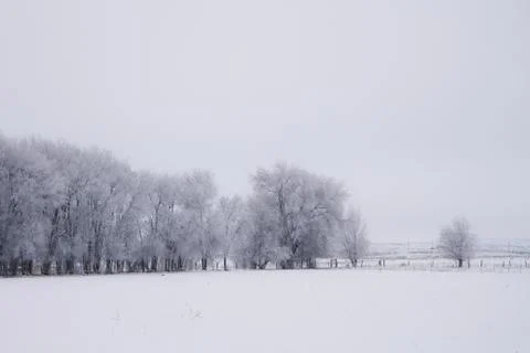 Trees in the snow Stock Photos