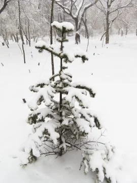 Trees in snow Stock Photos