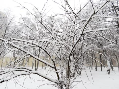 Trees in snow Stock Photos