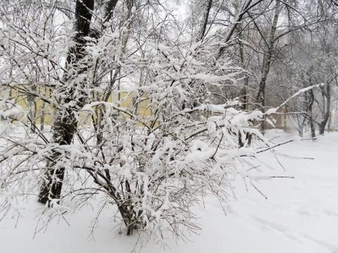 Trees in snow Stock Photos