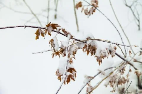 Trees in snow Stock Photos