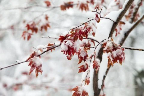 Trees in snow Stock Photos