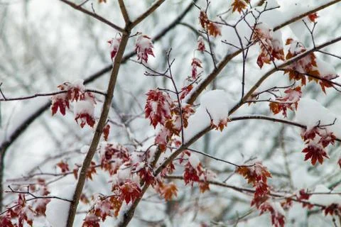 Trees in snow Stock Photos