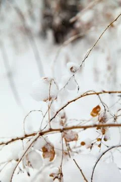 Trees in snow Stock Photos