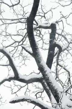 Trees in snow Stock Photos