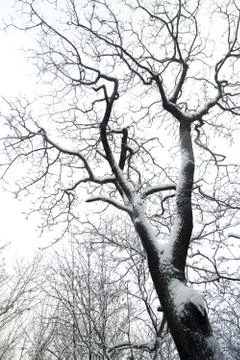 Trees in snow Stock Photos