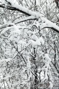 Trees in snow Stock Photos