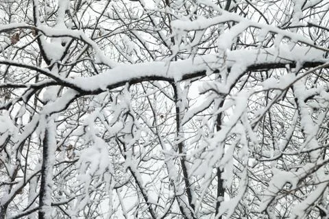 Trees in snow Stock Photos