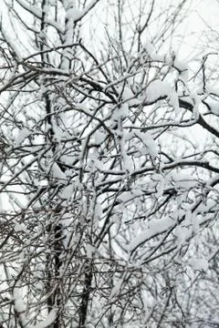 Trees in snow Stock Photos