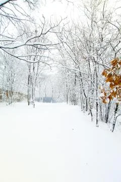 Trees in snow Stock Photos