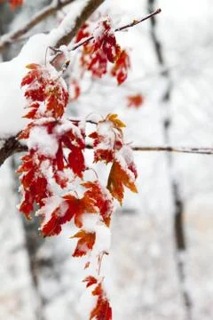 Trees in snow Stock Photos