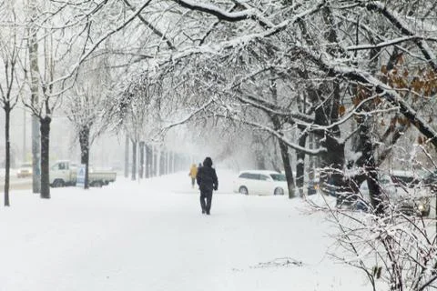 Trees in snow Stock Photos