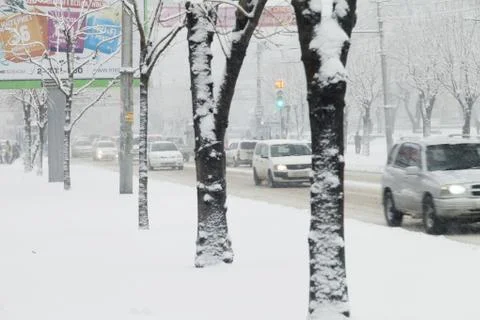 Trees in snow Stock Photos