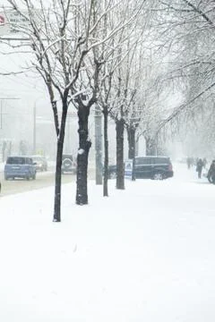 Trees in snow Stock Photos