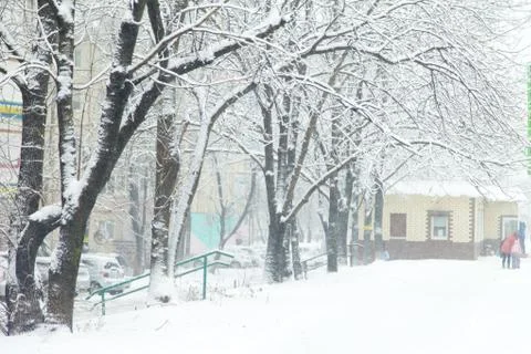 Trees in snow Stock Photos