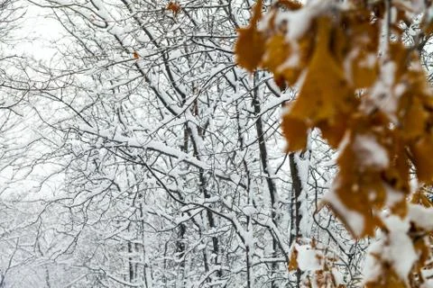 Trees in snow Stock Photos