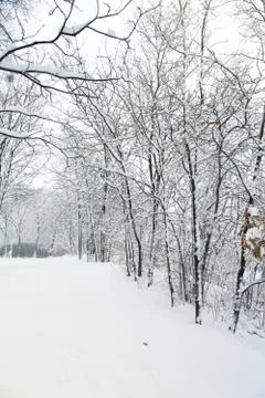 Trees in snow Stock Photos