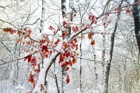 Trees in snow Stock Photos