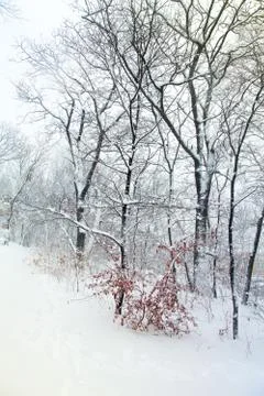 Trees in snow Stock Photos
