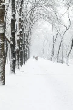 Trees in snow Stock Photos