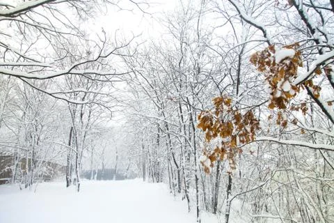 Trees in snow Stock Photos