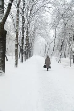 Trees in snow Stock Photos