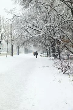 Trees in snow Stock Photos