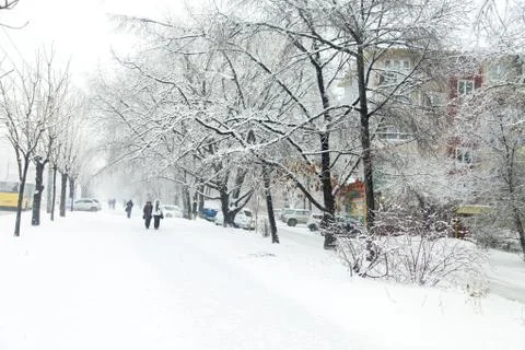 Trees in snow Stock Photos