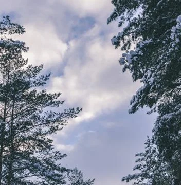 Trees In Snow Stock Photos