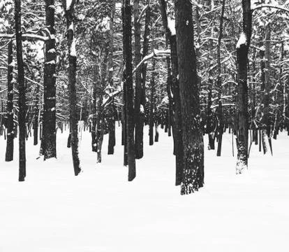 Trees In Snow Stock Photos