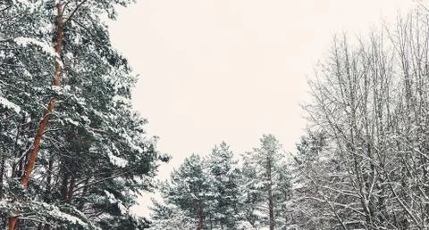 Trees In SNow Stock Photos