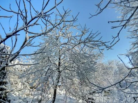 Trees in the snow Stock Photos