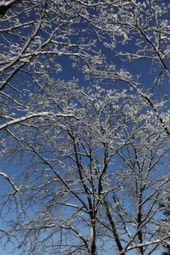 Trees in the snow Stock Photos