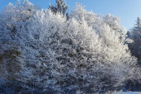 Trees in the snow Stock Photos