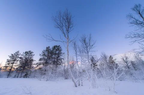 Trees in the snow 스톡 사진
