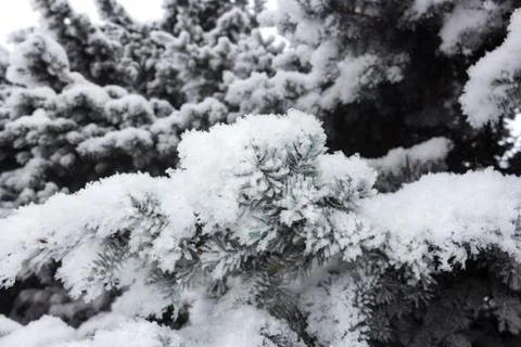 Trees in snow Foto stock