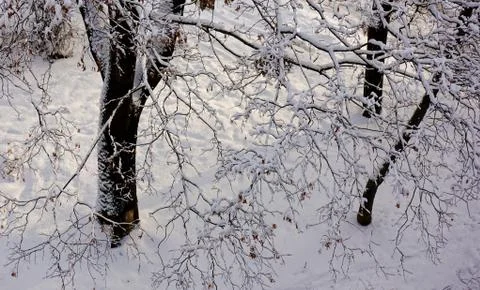 Trees in the snow 库存照片
