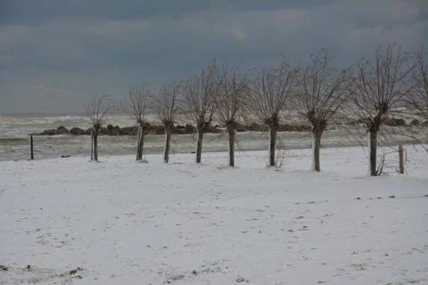 Trees in the snow Stock Photos