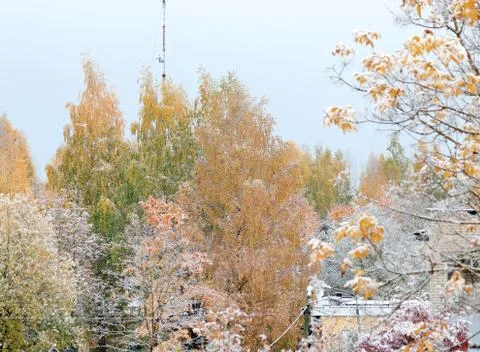 Trees in the snow Stock Photos