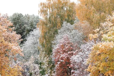 Trees in the snow Stock Photos