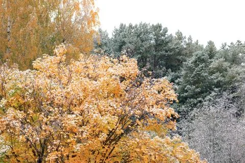 Trees in the snow Stock Photos