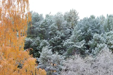 Trees in the snow Stock Photos