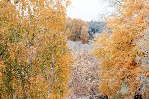 Trees in the snow Stock Photos
