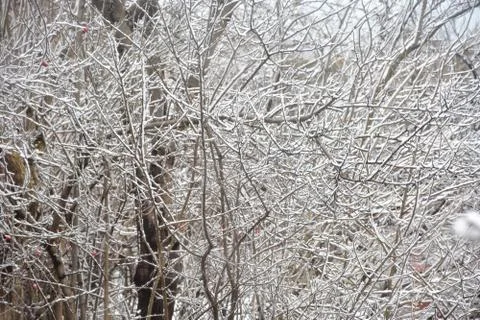 Trees in the snow Stock Photos