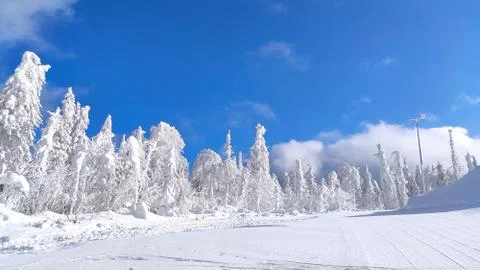 Trees in snow Stock Photos