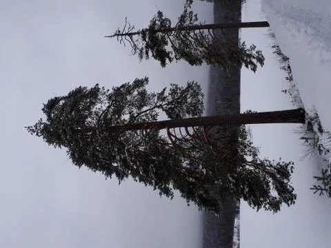 Trees in the snow Foto stock