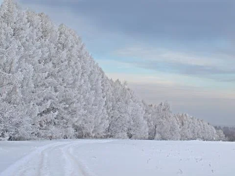 Trees in snow Stock Photos