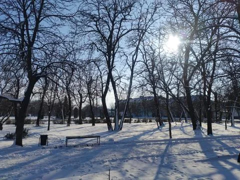 Trees in the snow Fotos de archivo