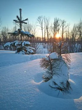 Trees in the snow Stock Photos