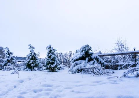 Trees in the snow. 库存照片